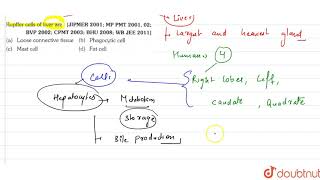 Kupffer cells of liver are [upl. by Noyek]