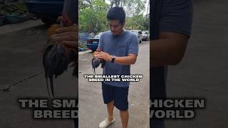 The Smallest Chicken in the World The Malaysian Serama  Pinaka Maliit na Manok sa Mundo [upl. by Judah356]