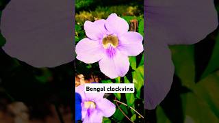 Thunbergia Grandiflora popularly known as the Bengal Clockvine [upl. by Esilahc]