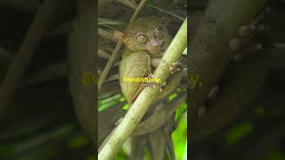 Kolugos The Ultimate Gliders facts scientificwonders biologicalwonders nature animals [upl. by Matilde]