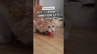 3 tödliche amp giftige Lebensmittel für Katzen Part 3 Das dürfen Katzen nicht fressen katzenwissen [upl. by Frear202]