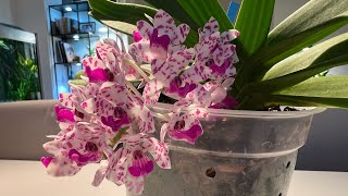 How I rebloom my Rhynchostylis gigantea spots [upl. by Braeunig]