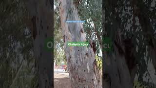 Bataklığı Kurutan Okaliptüs Ağacı okaliptüs sıtmaağacı bataklık eucalyptus [upl. by Aetnuahs]