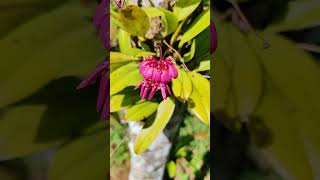 Bulbophyllum corolliferum  Eythrope Orchid Conservation Project nature orchidspecies orchid [upl. by Butta]