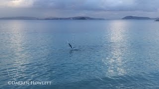 Slender sunfish Ranzania laevis jumping during a stranding event [upl. by Hareema455]