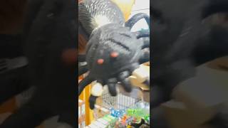 The Zoo Gift Shop Has Some Neat Gift Ideas tarantula spiders giftshop [upl. by Okihcim]