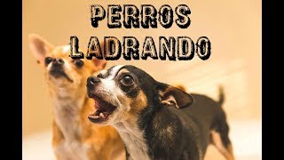 10 PERROS LADRANDO FUERTE 🐩 PERROS cachorro LADRANDO🐶 PERRO LADRANDO FUERTE [upl. by Eirlav]