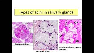 Histology of salivary glands [upl. by Notfa]