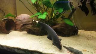 Duch amazoński  Apteronotus albifrons Knife Fish [upl. by Fredrika]