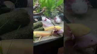 axolotes axolotl axolotllove amfibi axolotlpet fyp [upl. by Comstock]