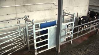 Dairymaster AutoDraftingSorting System [upl. by Sarazen]