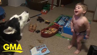 Toddler laughs as he and husky howl together l GMA Digital [upl. by Ecnarretal703]