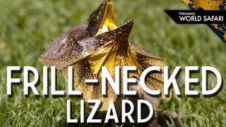 FrillNecked Lizards Wild Running Style [upl. by Sabina966]