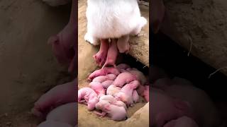 Yellow Rabbit Growth  Baby Animals 1 To 23 Days [upl. by Ahsyle129]