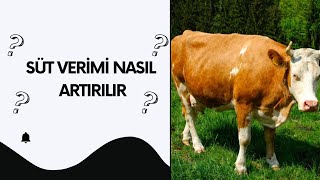 SÜT VERİMİ NASIL ATIRILIR SÜT BESİCİLİĞİ YAPILIRMI [upl. by Hemminger]