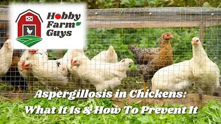 Aspergillosis What It Is amp How To Prevent It In Your Chickens [upl. by Auoh]