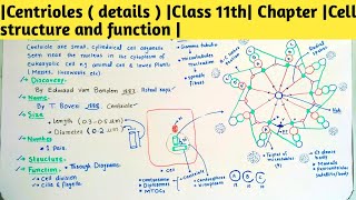 Centrioles  details  Class 11th Chapter Cell structure and function [upl. by Nollat454]