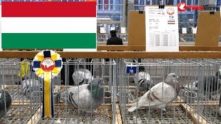 Hungary Magyarország Węgry  Olimpiada Gołębi Pigeon Olympiad Poznań 2019 [upl. by Aneen316]