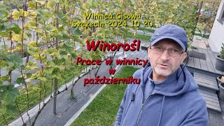 WINOROŚL  Prace w winnicy w październiku  Winnica Cisowa 2024 10 20 [upl. by Woolson]