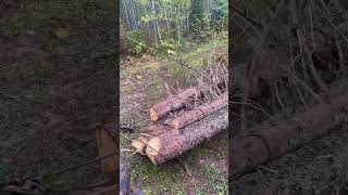 Pulling logs with 230 Timberjack detroitdiesel skidder [upl. by Hazem274]