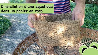 Linstallation dune plante aquatique dans un bassin avec un panier en coco [upl. by Manvell750]