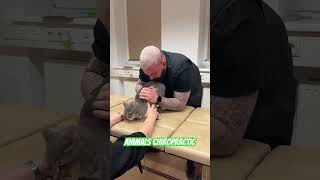 Animals Chiropractic 💚💚💚asmr cat dogshorts katze foryou animals chiropractic [upl. by Northey49]