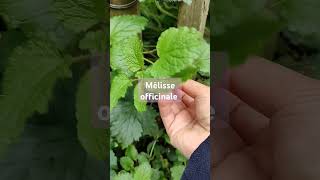 mélisse officinale asmr garden naturelover [upl. by Sulienroc666]