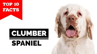 Clumber Spaniel  Top 10 Facts [upl. by Jeannie]