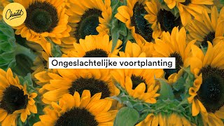 Ongeslachtelijke voortplanting  Mr Chadd Academy [upl. by Amalle]