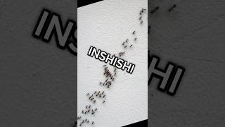 INSHISHIOdorous house ants Ibintu 5 wamenya animalfacts insects inyamaswa [upl. by Tnemelc]