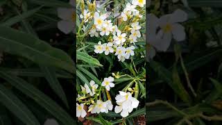 nerium oleander plant in different colors flowerneriumoleanderoleanderflowerneriumoleanderplant [upl. by Mona656]