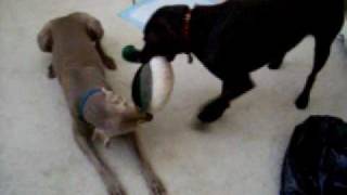 Weimaraner Vs Chocolate Lab Tug of WAR [upl. by O'Donnell]