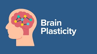 Brain Plasticity [upl. by Einned]