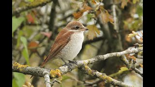 Redbacked Shrike Houghton Regis Bedfordshire 21924 [upl. by Kruse]