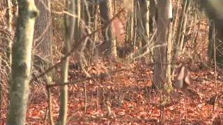 Levi Morgan  Big Buck Down in Ohio [upl. by Reivilo]