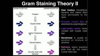 Microbiology Gram Staining [upl. by Chamberlin485]