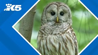 Barred owl removal starting soon [upl. by Naletak]