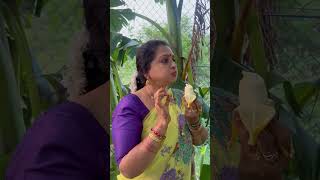 Happy gardening 🌻🌻🌻 seetha villagechef cooking delicious food chefrecipes recipe yummy [upl. by Akinnor]