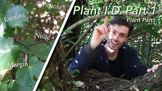 Introduction to Plant Identification  Plant Anatomy  Plant ID Part 1 [upl. by Ailemak]