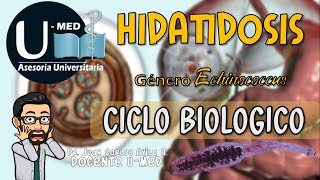 ✔CICLO BIOLOGICO HIDATIDOSIS 🐕🐑🐄 [upl. by Zippora]