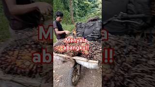 2 kwintal sekali angkut🫣MENYALA ABANGKU pedesaan ogan shortvideo [upl. by Anuahsar]