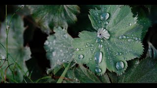 クリエイティブルックで庭を撮る  Cinematic Film  α7Ⅳ × FE 50mm F12 GM [upl. by Rhianna]