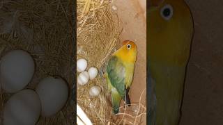 Opline Layin Eggs  2024 Breeding youtube ytshorts youtubeshorts trending reels nature [upl. by Jerrylee193]