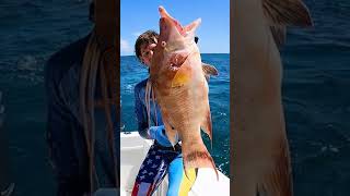 Hogfish for Dinner  SPEARFISHING [upl. by Gusba]