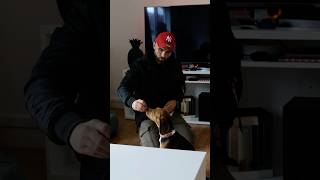 Comment apprendre le assis à mon chien [upl. by Ybrad]