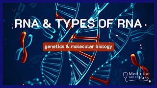 RNA and its types  NOTES [upl. by Mich225]