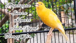 Pancingan Suara Kenari Jeda Rapat Terapi Air [upl. by Oirasor]