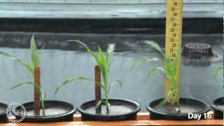 Timelapse Video of Growing Maize Plants [upl. by Dnomad57]