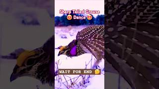 Sharp Tailed Grouse Dance 💃shorts ytshortsviral dance grouse ice mountain comedy funny bird [upl. by Hsetim665]