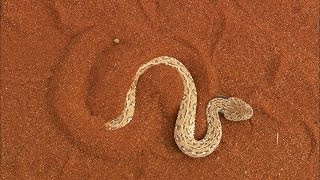 Terrifying The Venomous Sidewinder Snake Slithers at 18 MPH [upl. by Lyudmila]